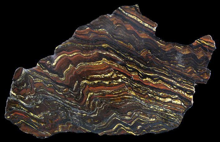 Polished Tiger Iron Stromatolite - ( Billion Years) #64015